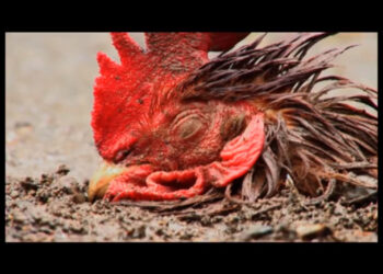 La muerte del gallo. Tradición en El Valle, Bahía Solano, Chocó