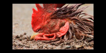 La muerte del gallo. Tradición en El Valle, Bahía Solano, Chocó