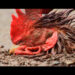 La muerte del gallo. Tradición en El Valle, Bahía Solano, Chocó
