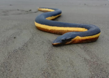 Serpiente marina en El Valle, Bahía Solano
