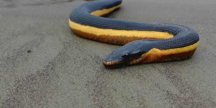 Serpiente marina en El Valle, Bahía Solano