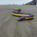 Serpiente marina en El Valle, Bahía Solano