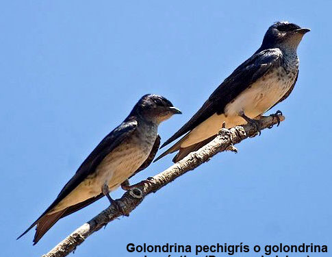 Chocó con gran potencial en avistamiento de aves