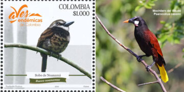 Aves endémicas Chocó