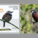 Aves endémicas Chocó
