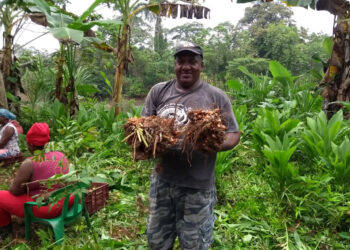 Avanza el proyecto de cúrcuma en Bojayá