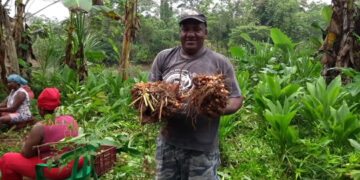Avanza el proyecto de cúrcuma en Bojayá