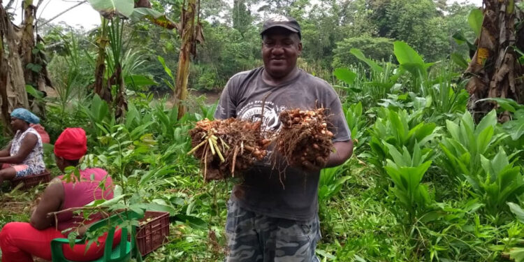 Avanza el proyecto de cúrcuma en Bojayá