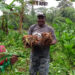 Avanza el proyecto de cúrcuma en Bojayá