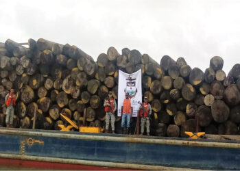 Bajo Baudó: incautan gigantesco cargamento de madera