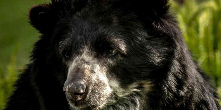 En el Parque Tatamá han sido fotografiados diez osos de anteojos