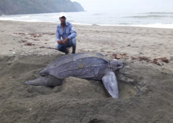La colosal tortuga canáa, tesoro de Acandí y del Chocó
