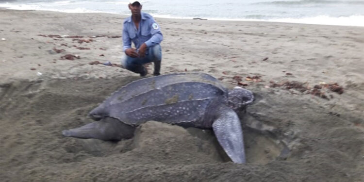 La colosal tortuga canáa, tesoro de Acandí y del Chocó