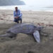 La colosal tortuga canáa, tesoro de Acandí y del Chocó