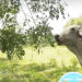 Reconversión a una ganadería de sistemas silvopastoriles amigables con los recursos naturales
