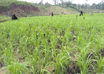 Ex combatientes desarrollan proyecto de arroz en el Bajo Atrato
