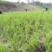 Ex combatientes desarrollan proyecto de arroz en el Bajo Atrato