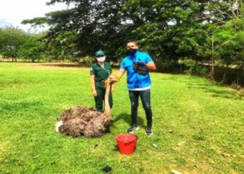 Avestruz decomisada en municipio de Atrato fue llevada al resguardo de fauna silvestre en el Valle del Cauca