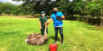 Avestruz decomisada en municipio de Atrato fue llevada al resguardo de fauna silvestre en el Valle del Cauca
