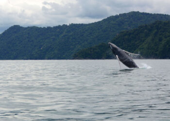 Ballenas Jorobadas comienzan a llegar al Parque Nacional Natural Utría