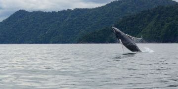 Ballenas Jorobadas comienzan a llegar al Parque Nacional Natural Utría