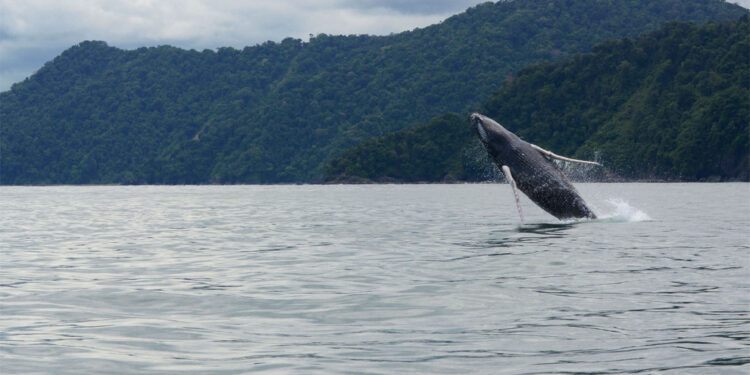 Ballenas Jorobadas comienzan a llegar al Parque Nacional Natural Utría