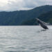 Ballenas Jorobadas comienzan a llegar al Parque Nacional Natural Utría