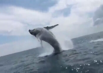 Espectacular salto de una ballena jorobada en Nuquí. Video.
