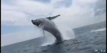 Espectacular salto de una ballena jorobada en Nuquí. Video.