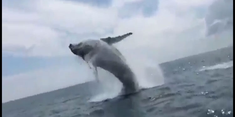 Espectacular salto de una ballena jorobada en Nuquí. Video.