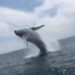 Espectacular salto de una ballena jorobada en Nuquí. Video.