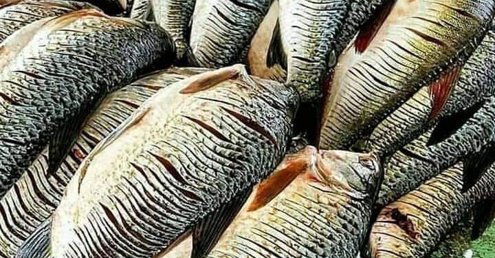 Delicioso bocachico