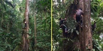 Monitoreo del bosque tropical del Chocó