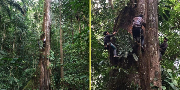 Monitoreo del bosque tropical del Chocó