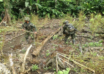Fuerzas Militares erradican más de 5 hectáreas de cultivos ilícitos en Carmen de Darién