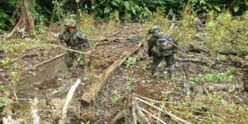Fuerzas Militares erradican más de 5 hectáreas de cultivos ilícitos en Carmen de Darién