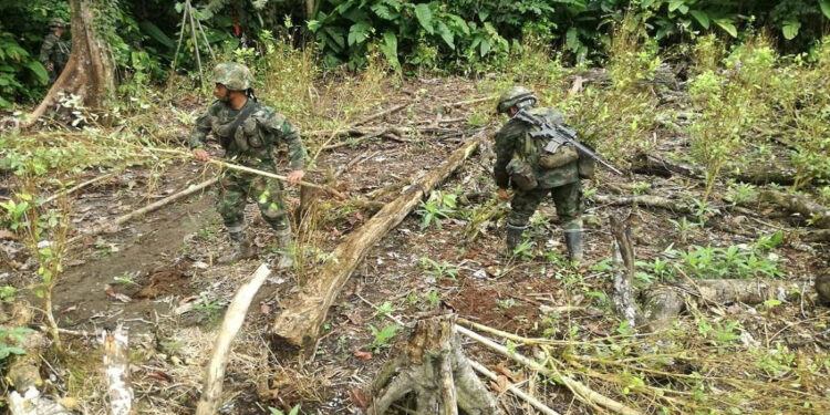 Fuerzas Militares erradican más de 5 hectáreas de cultivos ilícitos en Carmen de Darién