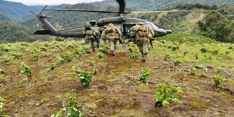 Destruyen coca en Condoto y San José del Palmar