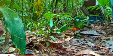 Liberaron cerca de Pacurita al zorro que apareció en Quibdó