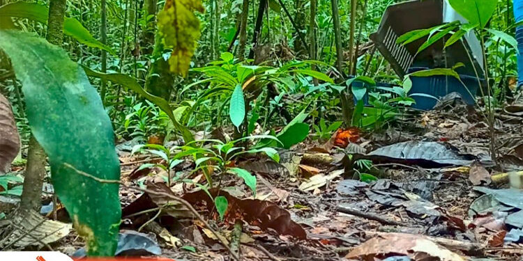 Liberaron cerca de Pacurita al zorro que apareció en Quibdó