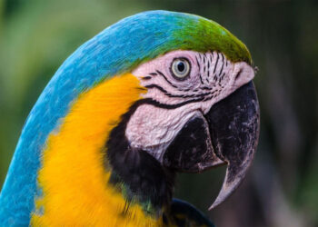 25 individuos de fauna silvestre regresaron a su hábitat