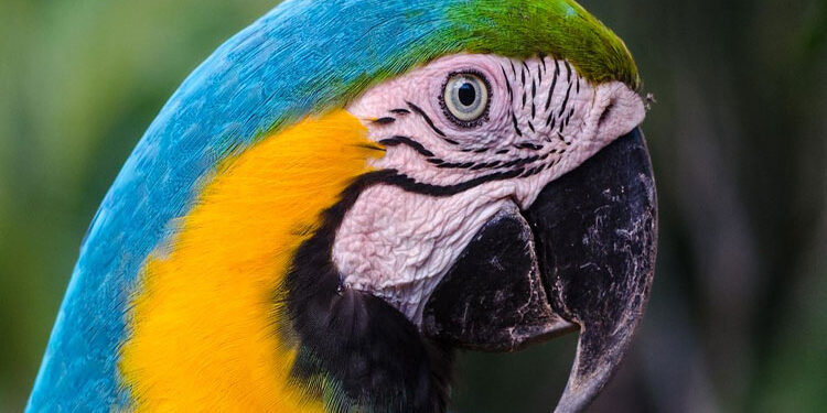 25 individuos de fauna silvestre regresaron a su hábitat