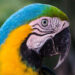 25 individuos de fauna silvestre regresaron a su hábitat