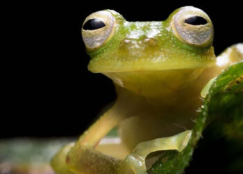 Ranas de cristal Atrato