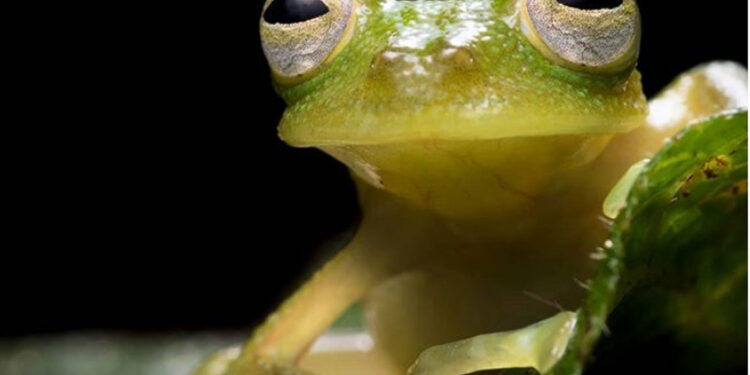Ranas de cristal Atrato