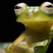 Ranas de cristal Atrato