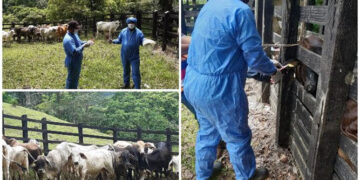 Toma de muestra en bovinos para demostrar que Unguía continúa siendo zona libre de aftosa sin vacunación