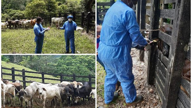 Toma de muestra en bovinos para demostrar que Unguía continúa siendo zona libre de aftosa sin vacunación
