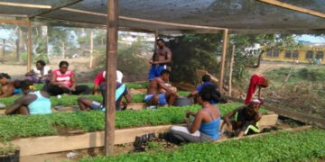 “Los proyectos Madera Chocó y Centro de Desarrollo Tecnológico del Bosque y la Madera buscan el aprovechamiento sostenible de los recursos naturales del Chocó”.