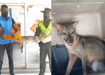 Apareció un zorro gris en el centro de Quibdó